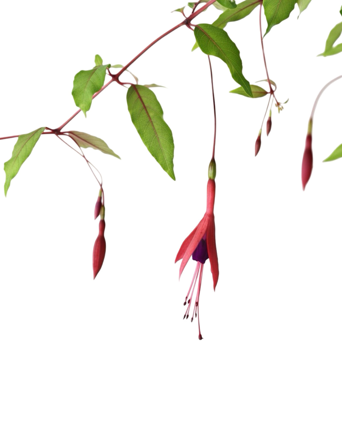 Fuchsia magellanica 'Aurea' - Perennials