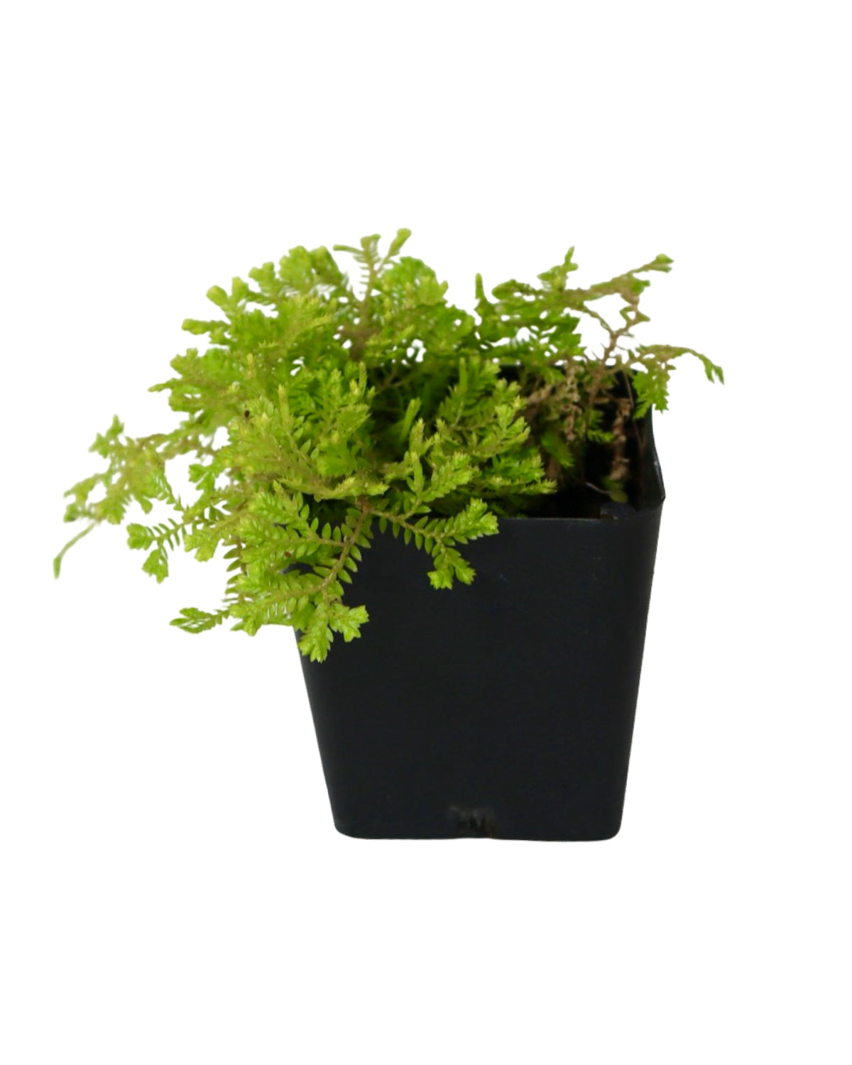 Selaginella kraussiana 'Brownii' - Perennials