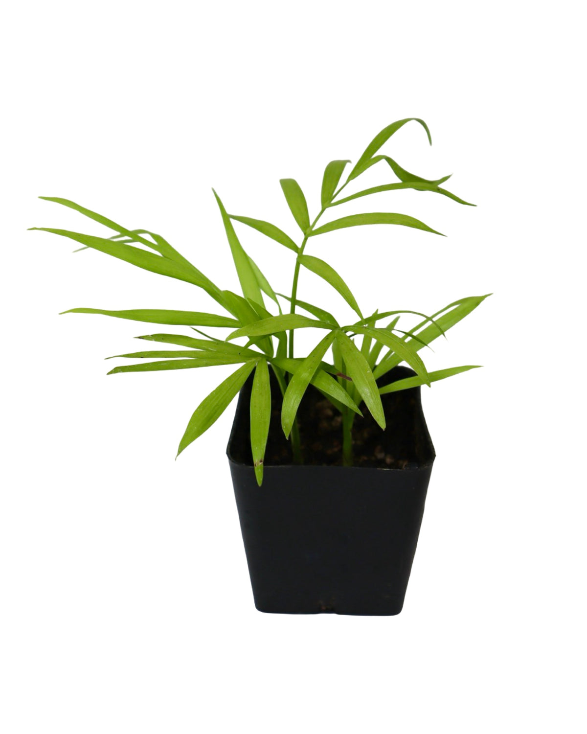 Chamaedorea elegans - House Plants