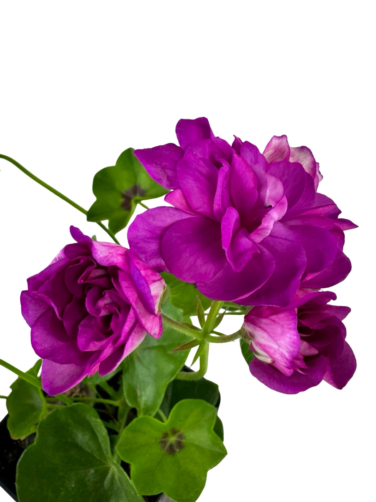Ivy Geranium 'Ivy League Amethyst' - Annuals