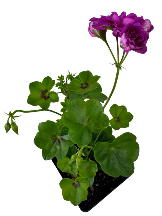 Ivy Geranium 'Ivy League Amethyst' - Annuals