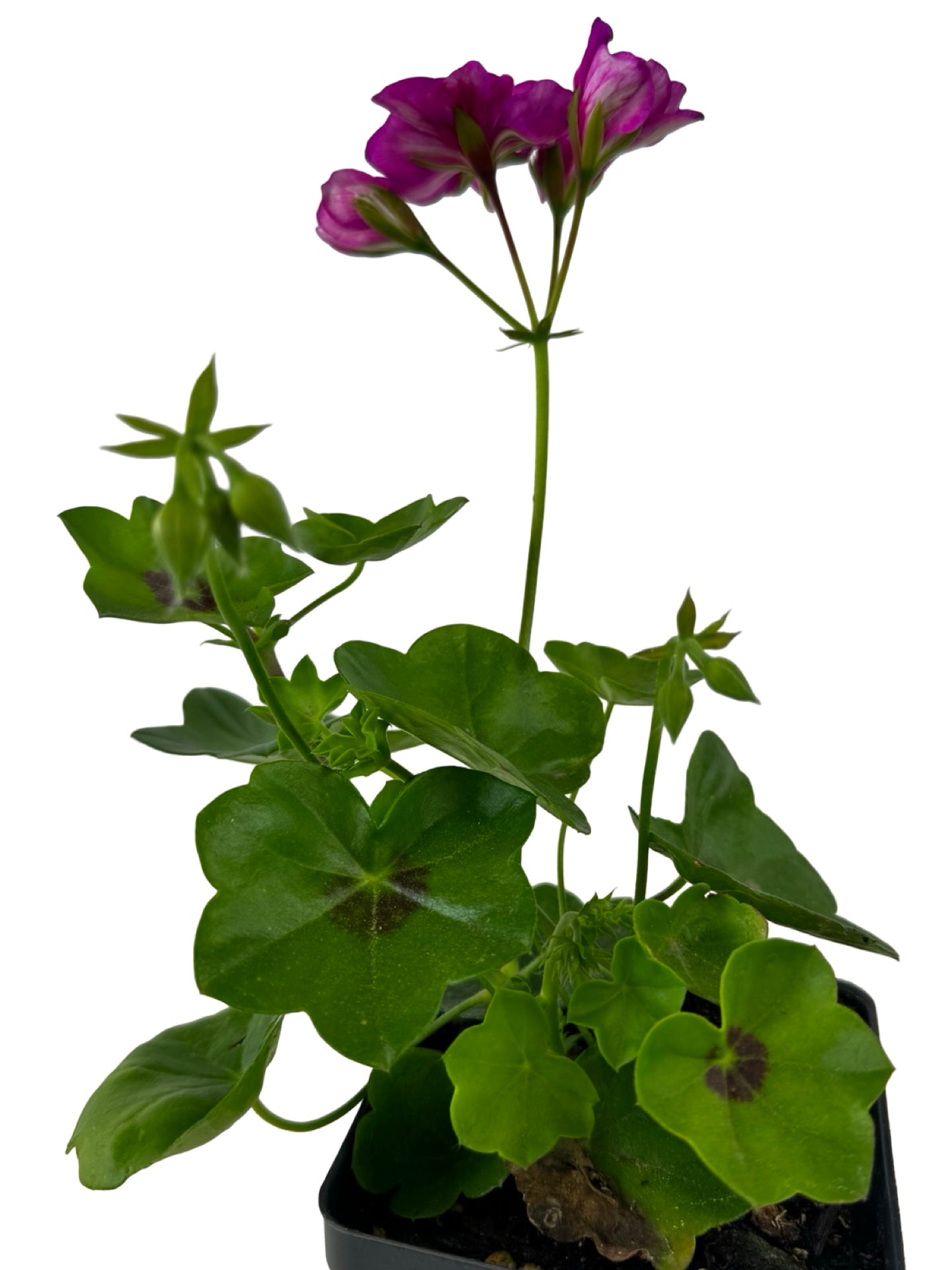 Ivy Geranium 'Ivy League Amethyst' - Annuals