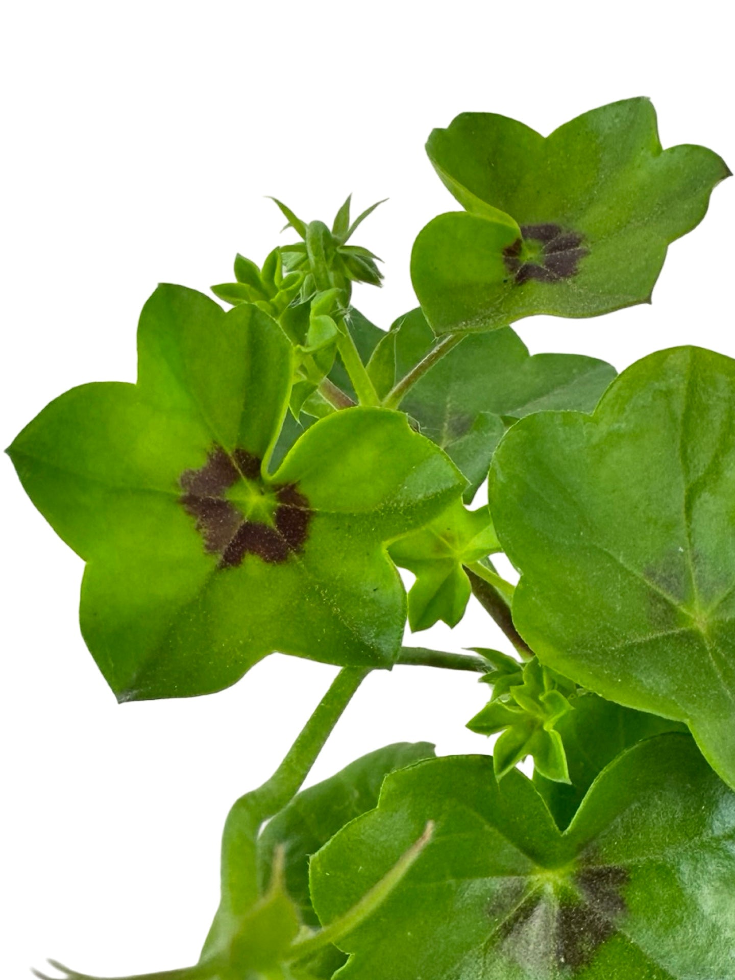 Ivy Geranium 'Ivy League Amethyst' - Annuals