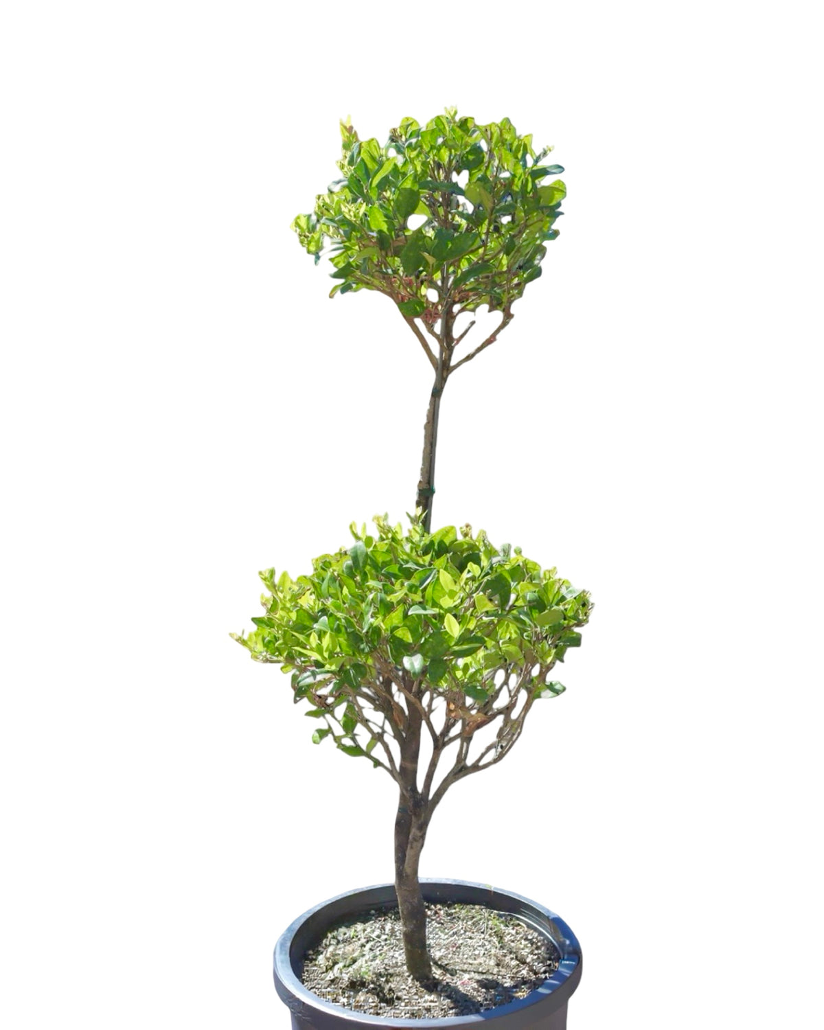 Ligustrum japonicum 'Texanum' 2 Ball Poodle - Shrubs