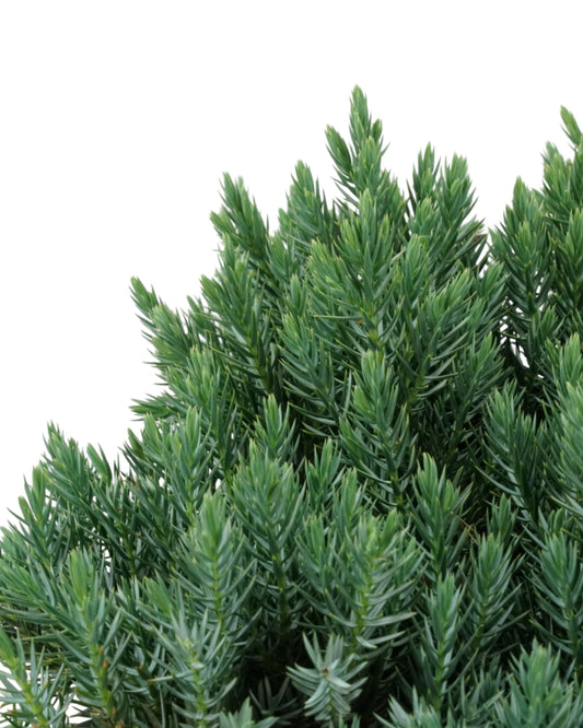 Juniperus squamata 'Blue Star'