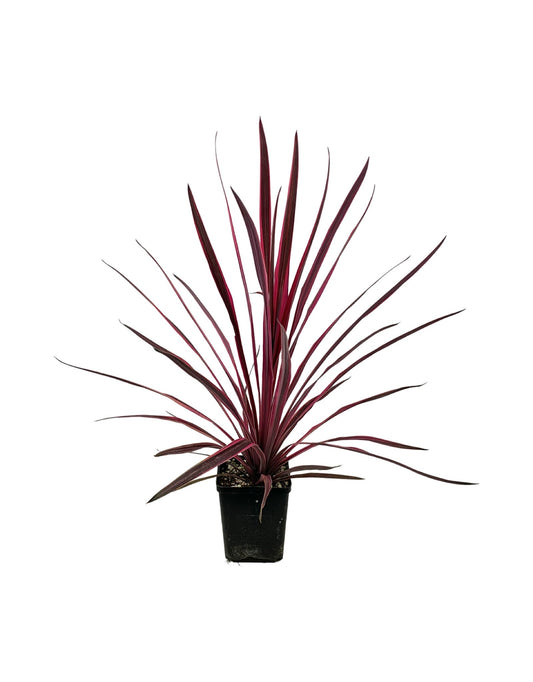 Cordyline australis 'Paso Doble' - The Garden Corner