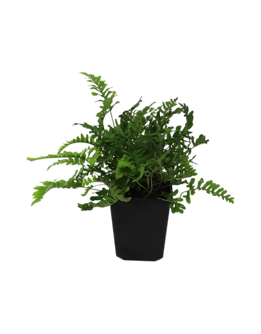 Polypodium vulgare 'Bifido Multifidum'