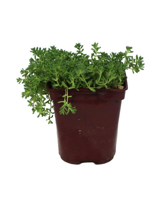 Sedum album 'Coral Carpet' - The Garden Corner