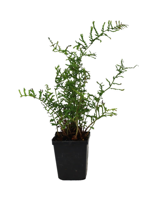 Dryopteris filix - mas 'Linearis Polydactyla' - The Garden Corner