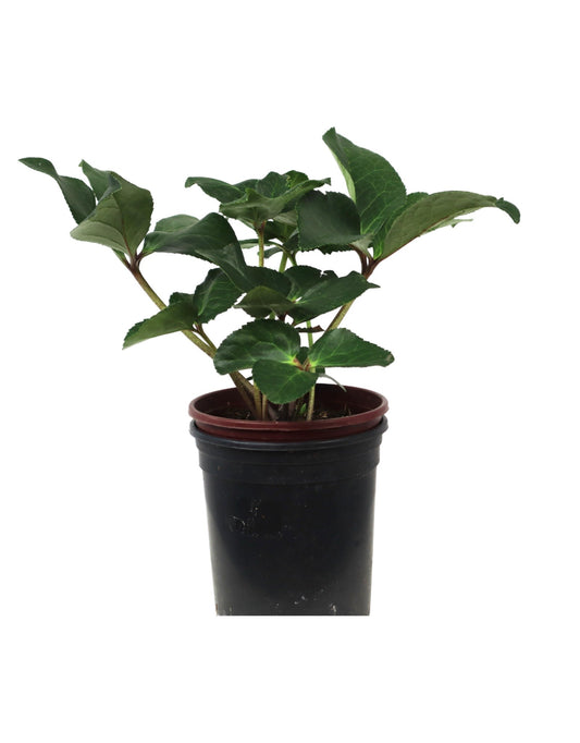 Helleborus Ice N Roses® 'Carlotta' - The Garden Corner