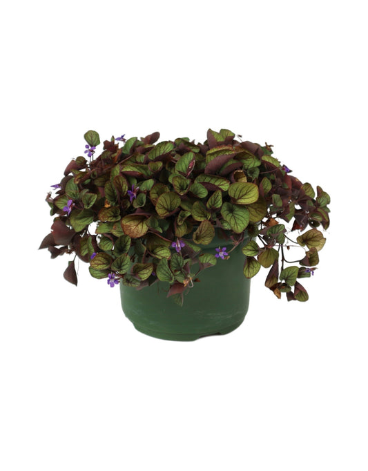 Viola walteri 'Silver Gem' - The Garden Corner