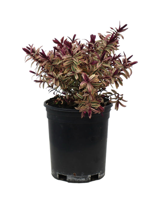 Hebe Surf Break - The Garden Corner