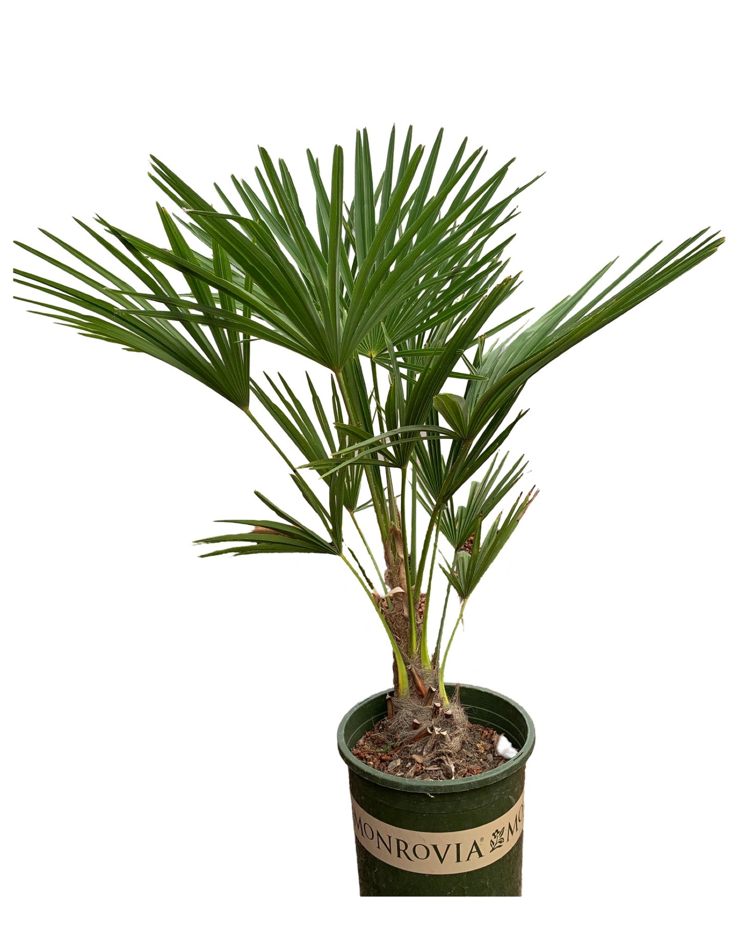 Trachycarpus fortunei 'Windmill Palm'