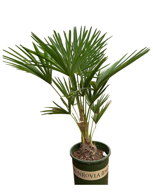 Trachycarpus fortunei 'Windmill Palm' - The Garden Corner