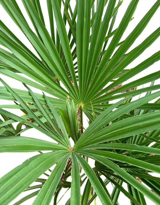 Trachycarpus fortunei 'Windmill Palm' - The Garden Corner