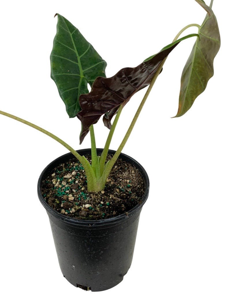 Alocasia 'Mayan Mask' - House Plants