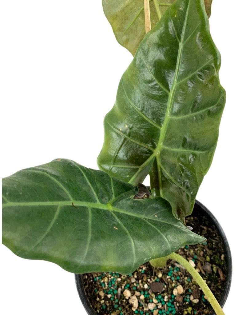Alocasia 'Mayan Mask'