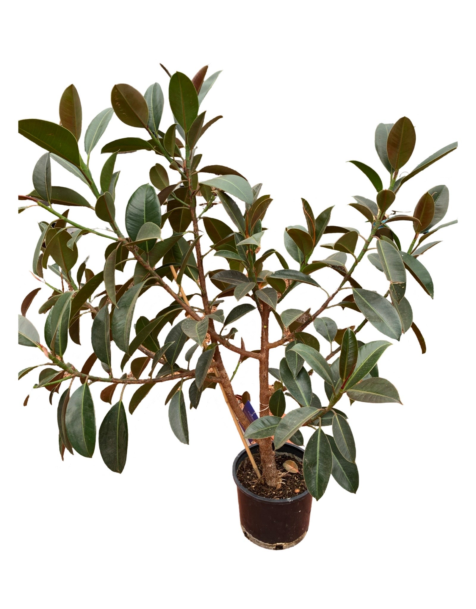 rubber tree melany Ficus elastica 'Melany' – The Garden Corner