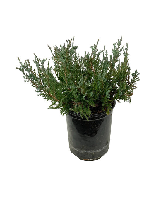 Juniperus horizontalis 'Blue Chip' 1 Gallon - The Garden Corner