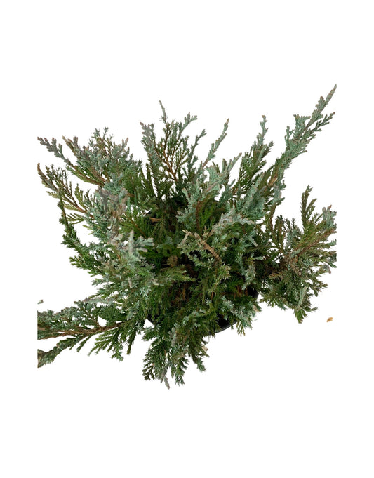 Juniperus horizontalis 'Blue Chip' 1 Gallon - The Garden Corner