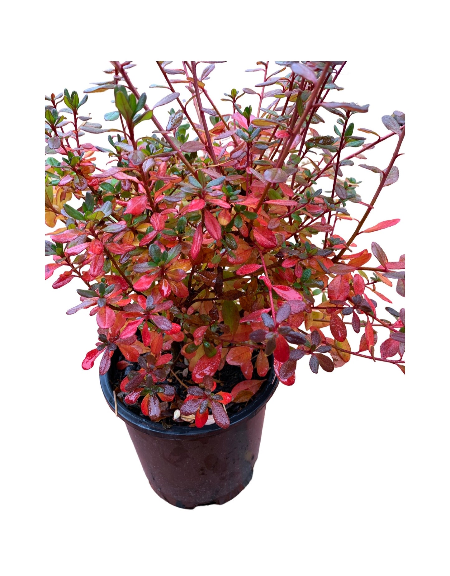 Azalea 'Hino Crimson'