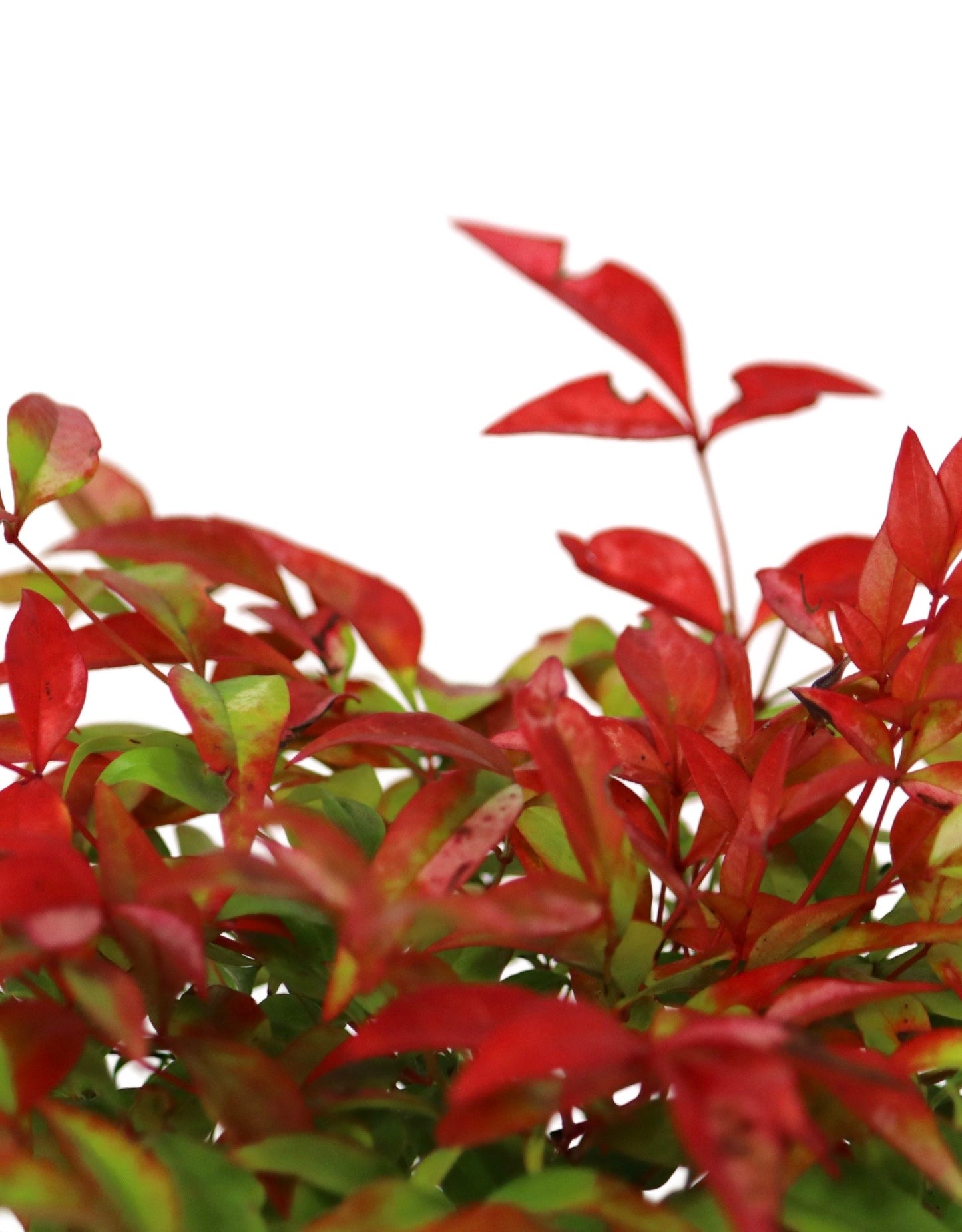 Nandina domestica 'Gulf Stream'