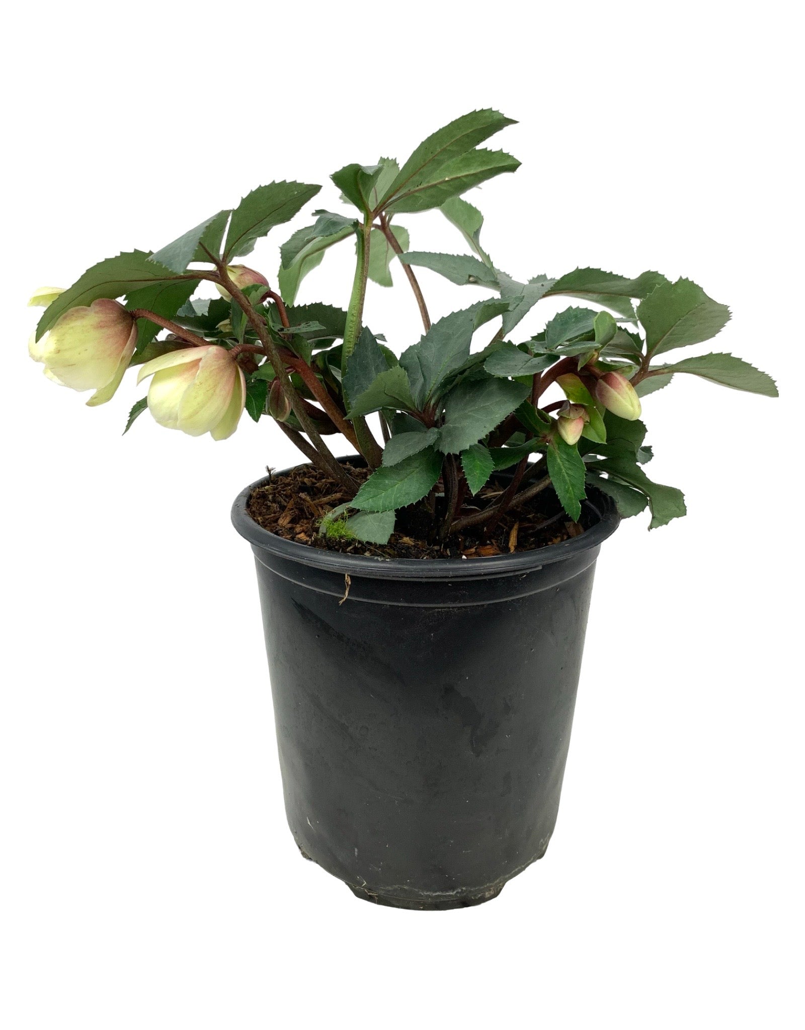 Helleborus x ericsmithii 'Monte Christo' - The Garden Corner
