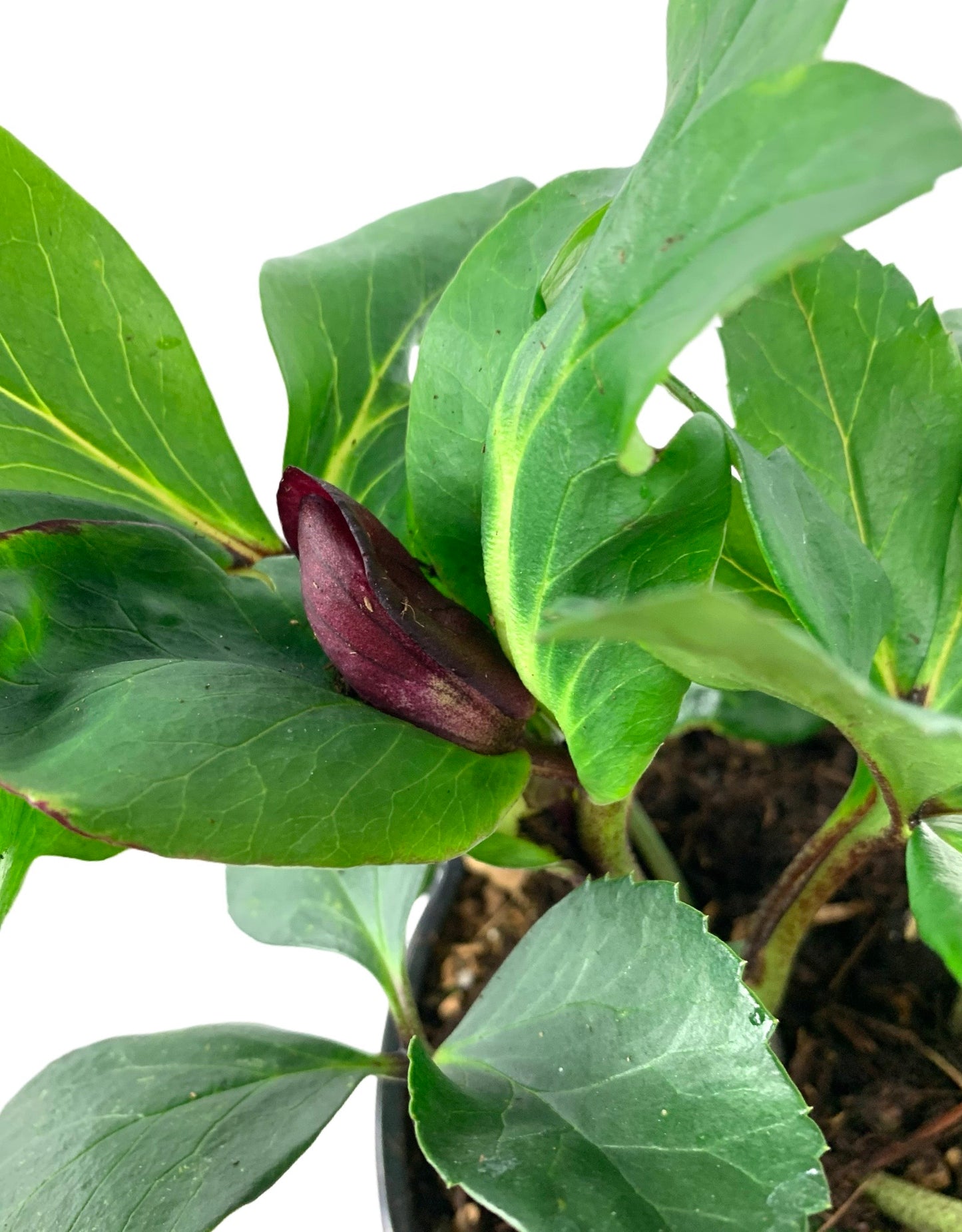 Helleborus x lemperii 'Winter Ballet Leona'