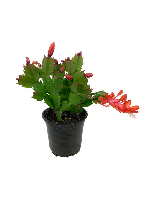 Schlumbergera 'Red Flame' - The Garden Corner