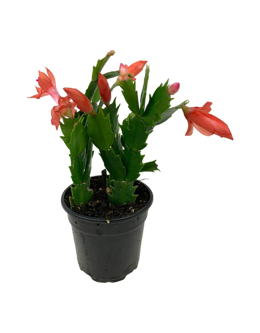 Schlumbergera 'Orange Flame' - The Garden Corner