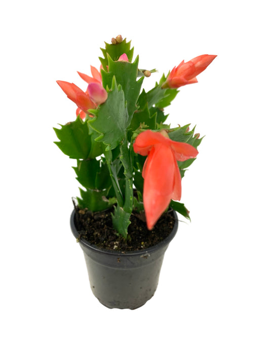 Schlumbergera 'Orange Flame' - The Garden Corner