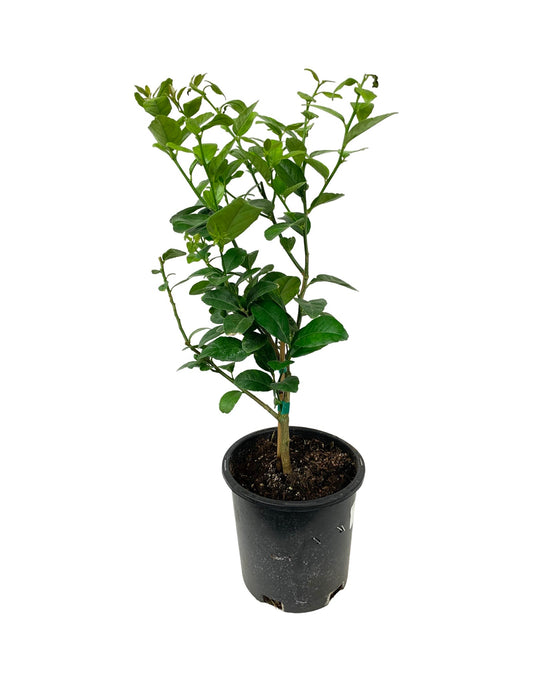 Citrus aurantifolia 'Bearss Lime'