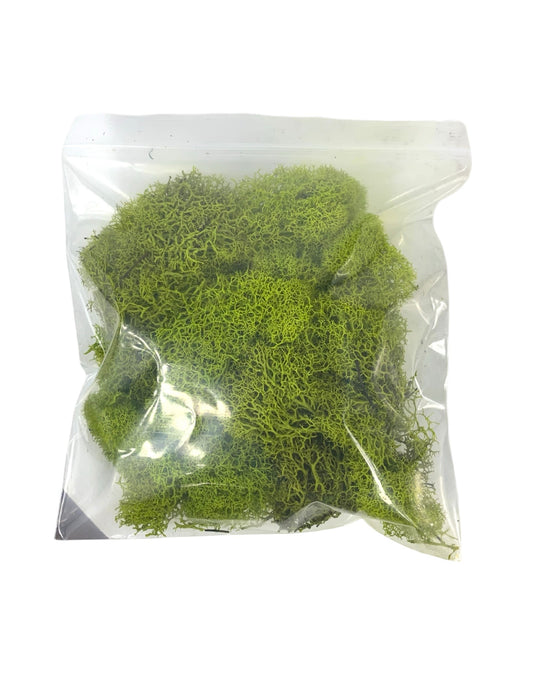 Reindeer Moss Bag - Planters