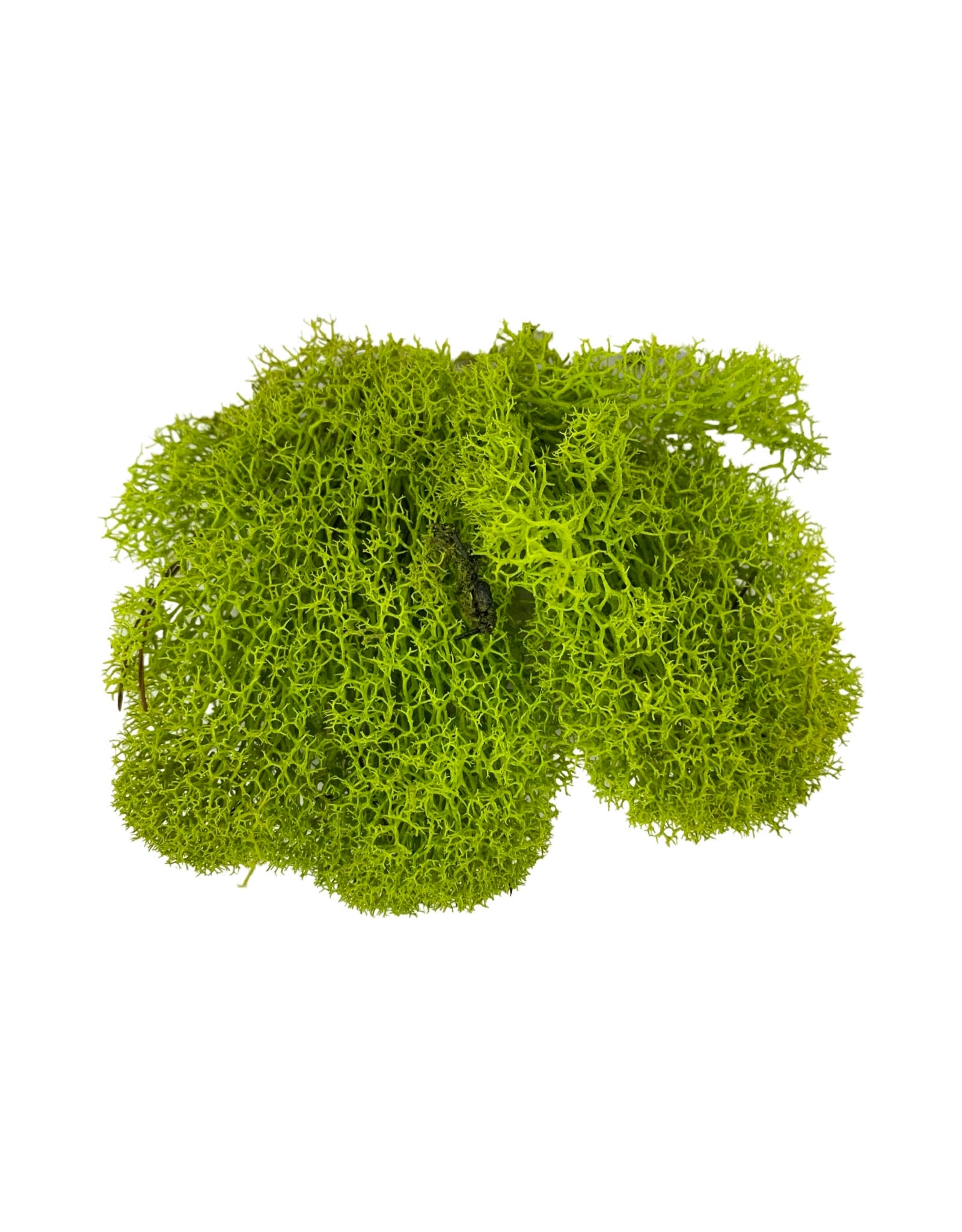 Reindeer Moss Bag - Planters