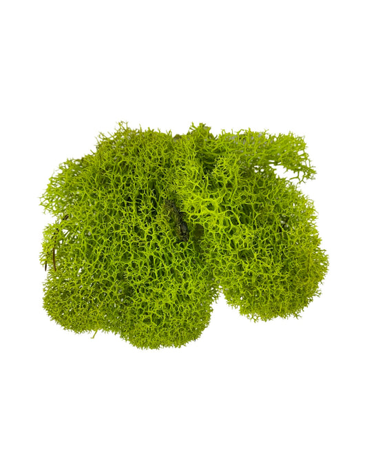 Reindeer Moss Bag - Planters