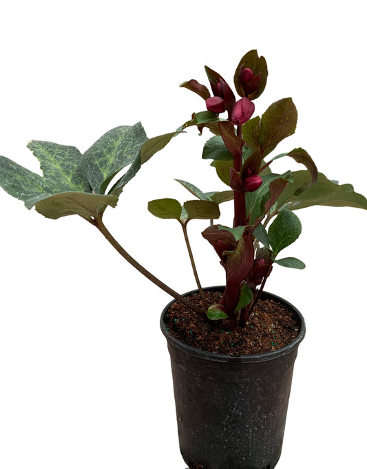 Helleborus 'Anna's Red' - The Garden Corner