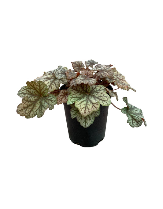 Heuchera 'Changeling' - The Garden Corner