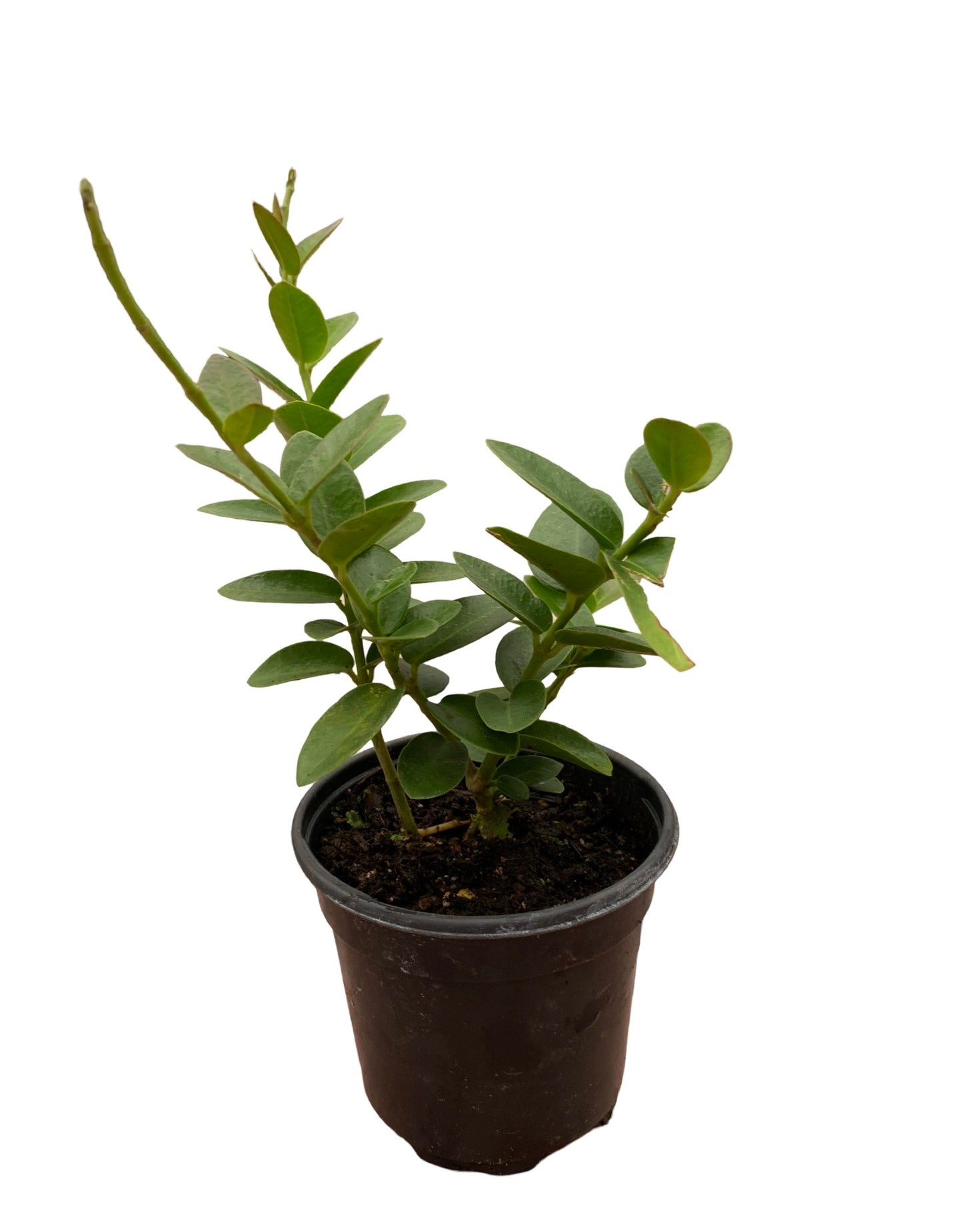 Hoya cumingiana