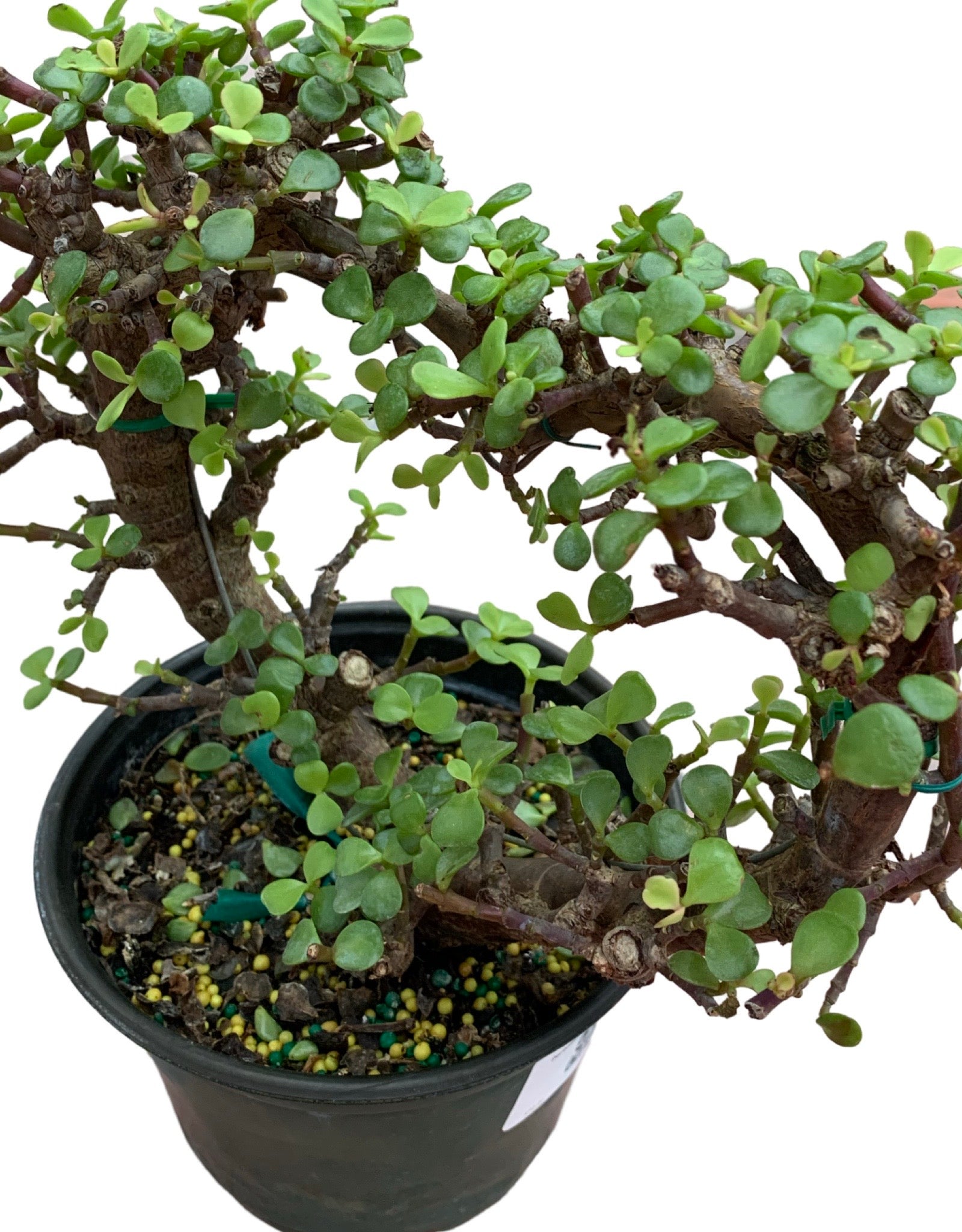 portulacaria afra common name Portulacaria afra – The Garden Corner