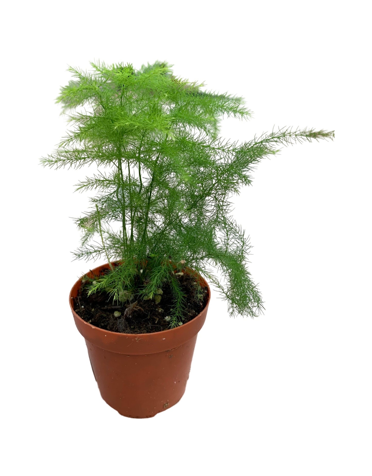 Asparagus plumosus