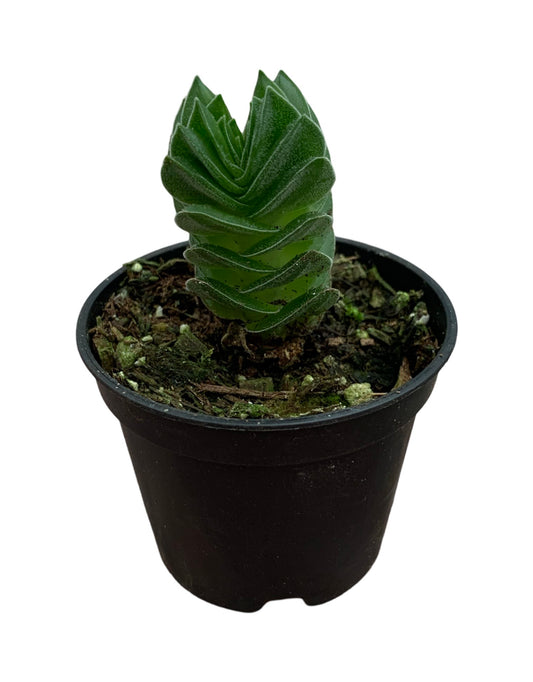 Crassula pyramidalis 'Buddha's Temple' - The Garden Corner