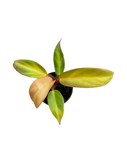 Philodendron 'Red Sun'