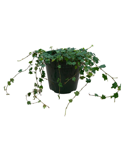 Ficus pumila var. quercifolia - The Garden Corner