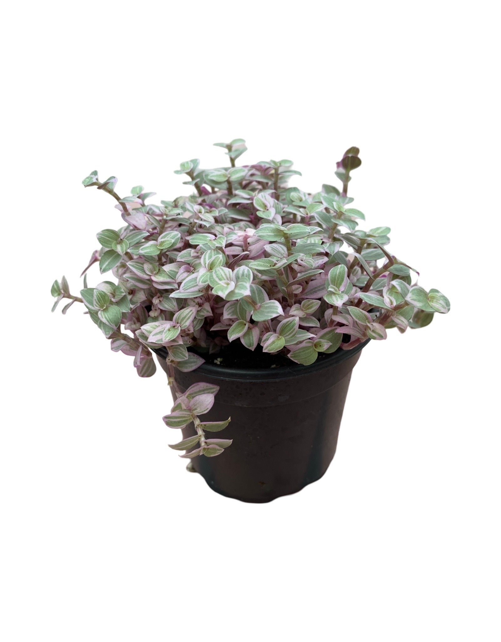 Callisia repens 'Pink Panther' – The Garden Corner