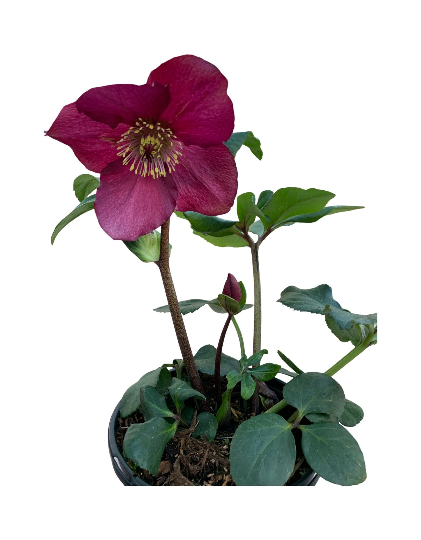 Helleborus x lemperii 'Winter Ballet Leona'