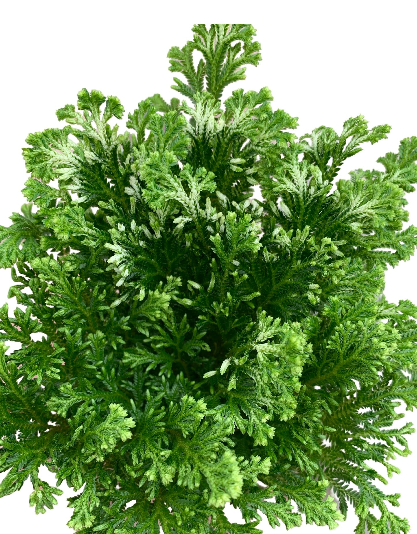 Selaginella kraussiana