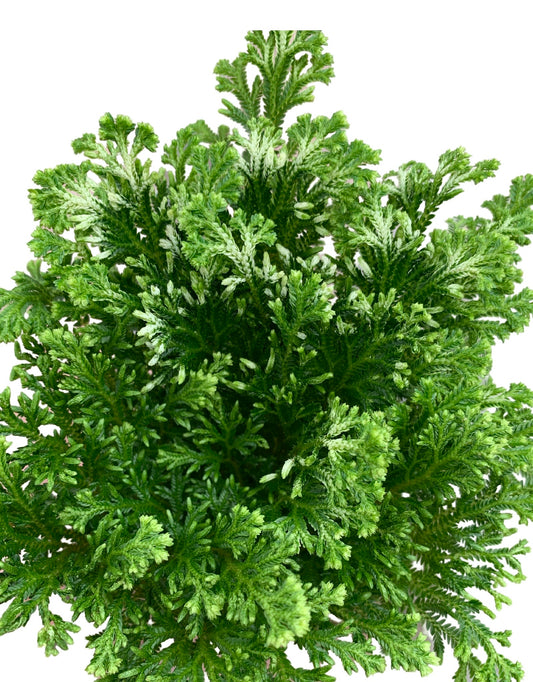 Selaginella kraussiana - The Garden Corner