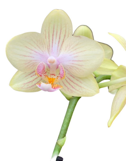 Phalaenopsis, Assorted