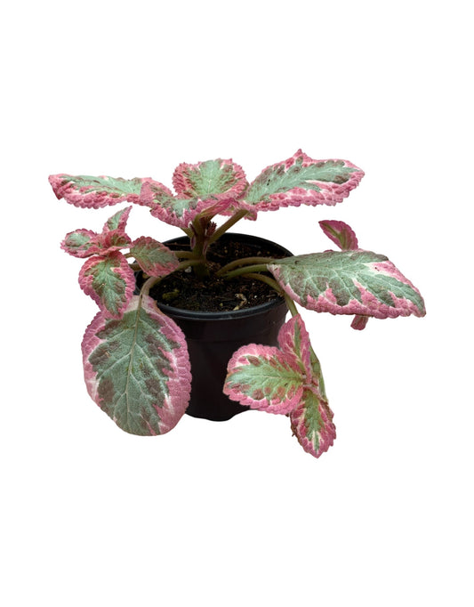 Episcia cupreata 'Cleopatra' - The Garden Corner