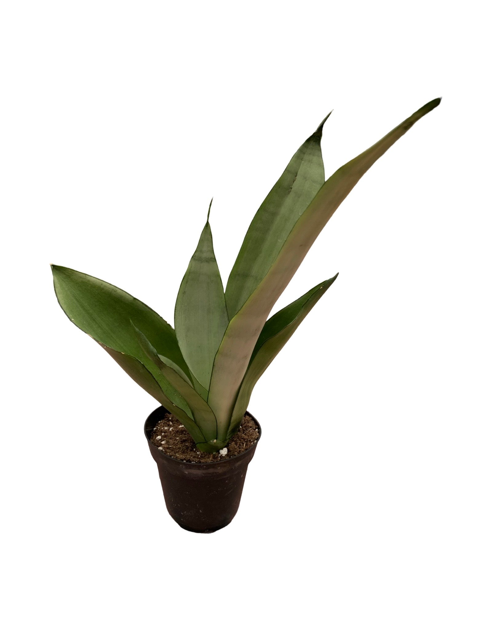 sansevieria trifasciata moonshine snake plant Sansevieria trifasciata 'Moonshine' – The Garden Corner